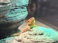 -帕帕拉兹宠物(亚洲旗舰店)