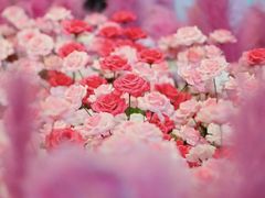 -深圳龙华星河COCO City(民治店)