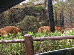 -海南热带野生动植物园