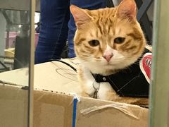 -PETKIT小佩宠物(古北店)