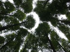 -山王坪喀斯特国家生态公园