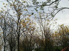 -天适樱花悠乐园