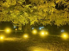 -千年银杏谷文化旅游区