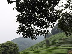 -欣怡茶庄·始于1999(梅家坞店)