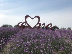 -西京湾花海