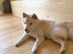 -喜柴咖啡·柴犬狗咖