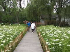 -溱湖国家湿地公园