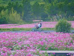 -径山花海