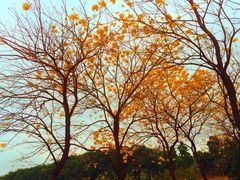 iphone_upload_pic-大沙河公园