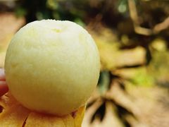 -塘栖枇杷特色园区