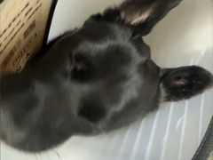-艾贝尔宠物医院 ·中兽医·宠保定点(北门桥店)