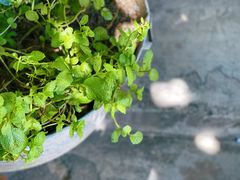 -春庄咖啡SpringHues(钟楼小区店)