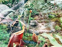 -国家植物园南园