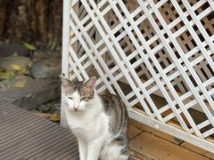 -纳兰傣雀傣味餐厅