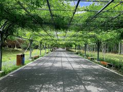 -东平国家森林公园