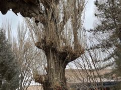 -张掖大佛寺景区