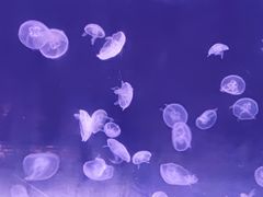 -太平洋海底世界