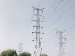 -苏家坨柳林村二月兰花海