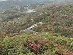 -贵州百里杜鹃风景名胜区