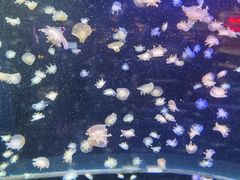 -太平洋海底世界