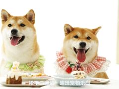 -趣玩宠物乐园寄养训犬训狗游泳池