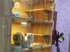 -喵百万·布偶·蓝金金渐层英短·猫舍(百子湾店)