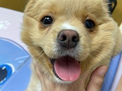 -美联众合动物医院(·中兽医·疑难杂症·严家桥分院)