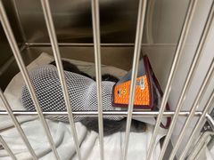 -瑞鹏宠物医院犬猫全科(真大分院)