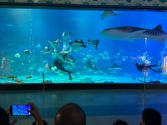 -烟台海昌鲸鲨海洋公园