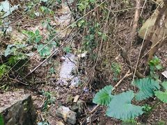 -羚羊峡古栈道森林公园