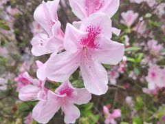 -深圳国际园林花卉博览园