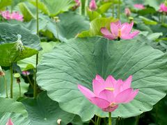 -莲花池公园