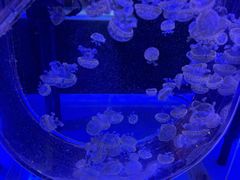 -海合安青岛极地海洋公园
