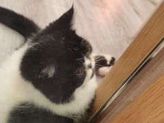 -BABIT巴比特宠物(MOMOPARK店)