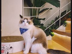-喵喵咪呀布偶猫咖(春熙路店)