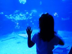 -烟台海昌鲸鲨海洋公园