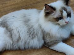 -COLOR PETS 撸猫馆·购猫·猫咖(长风大悦城店)