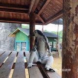 杭州旅游攻略之来杭州与野生动物亲近吧