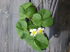 -前小桔亲子创意农场·草莓采摘·露营烧烤