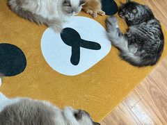 -MOCHA明星猫咖(田子坊店)