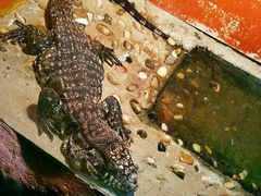 -上海大自然野生昆虫馆(东方明珠·爬宠昆虫探索中心)