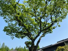 -杭州西湖柳莺里酒店·闻莺厅