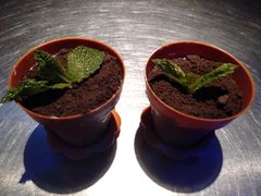 -匠子烤鱼(桫椤湾店)