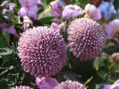 -深圳国际园林花卉博览园