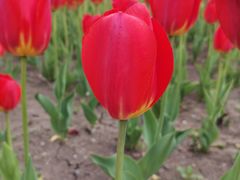 -长春公园(普阳街道)