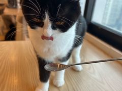 -有喵·猫咖·狗咖·30几只猫10只小狗(岗厦店)