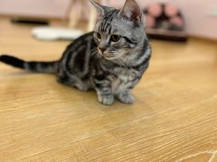 -猫咪派对(江南西店)