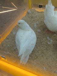 -神奇动物撸宠馆·羊驼·小浣熊·异宠(豫园店)