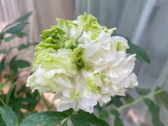 -洛阳市隋唐城遗址植物园
