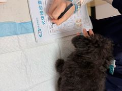 -格蕾宠物医院24H·猫科·肿瘤科·骨科中心(福州总院)